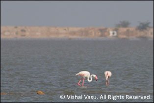 Flamingo at Kavda - Explore Kutch
